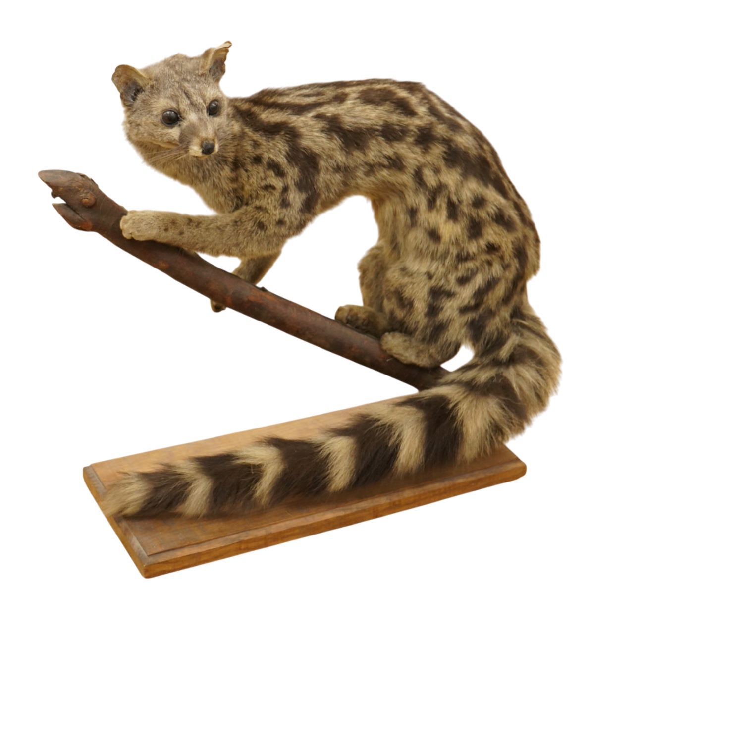 A taxidermy ganet mounted on a branch, 37cm high, base 34.5cm wide
